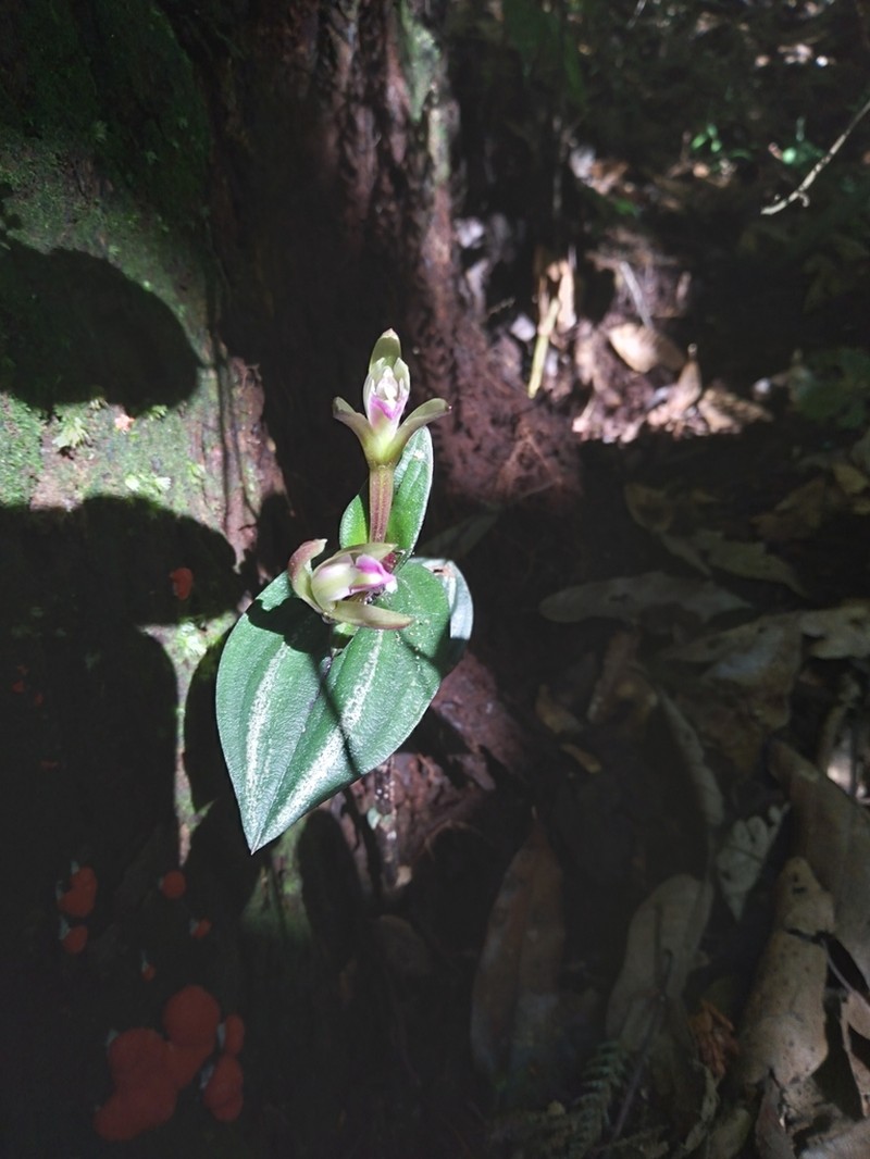 Raggedlip Orchid photo 6