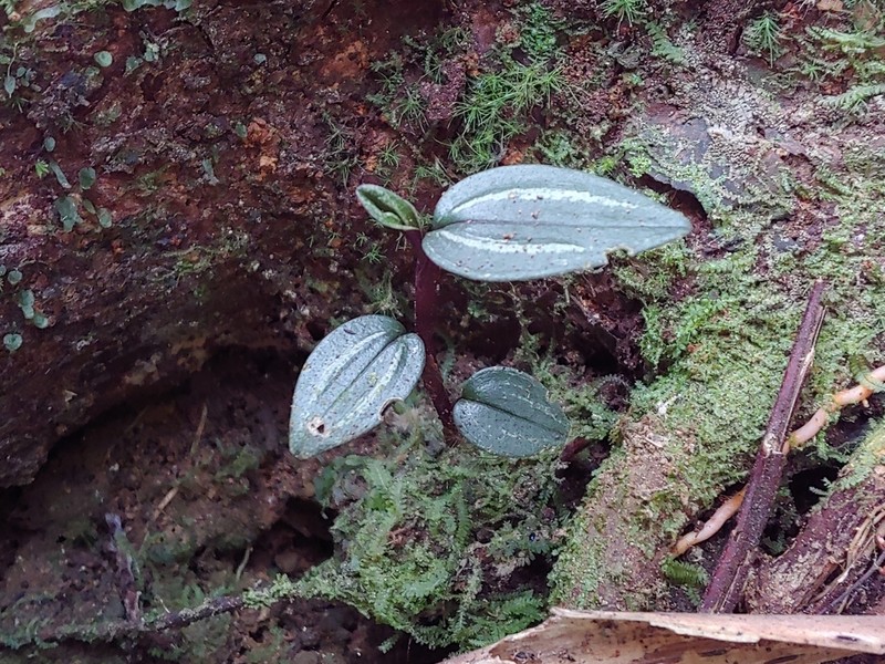 Raggedlip Orchid photo 7