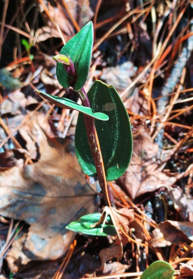 Raggedlip Orchid photo 8