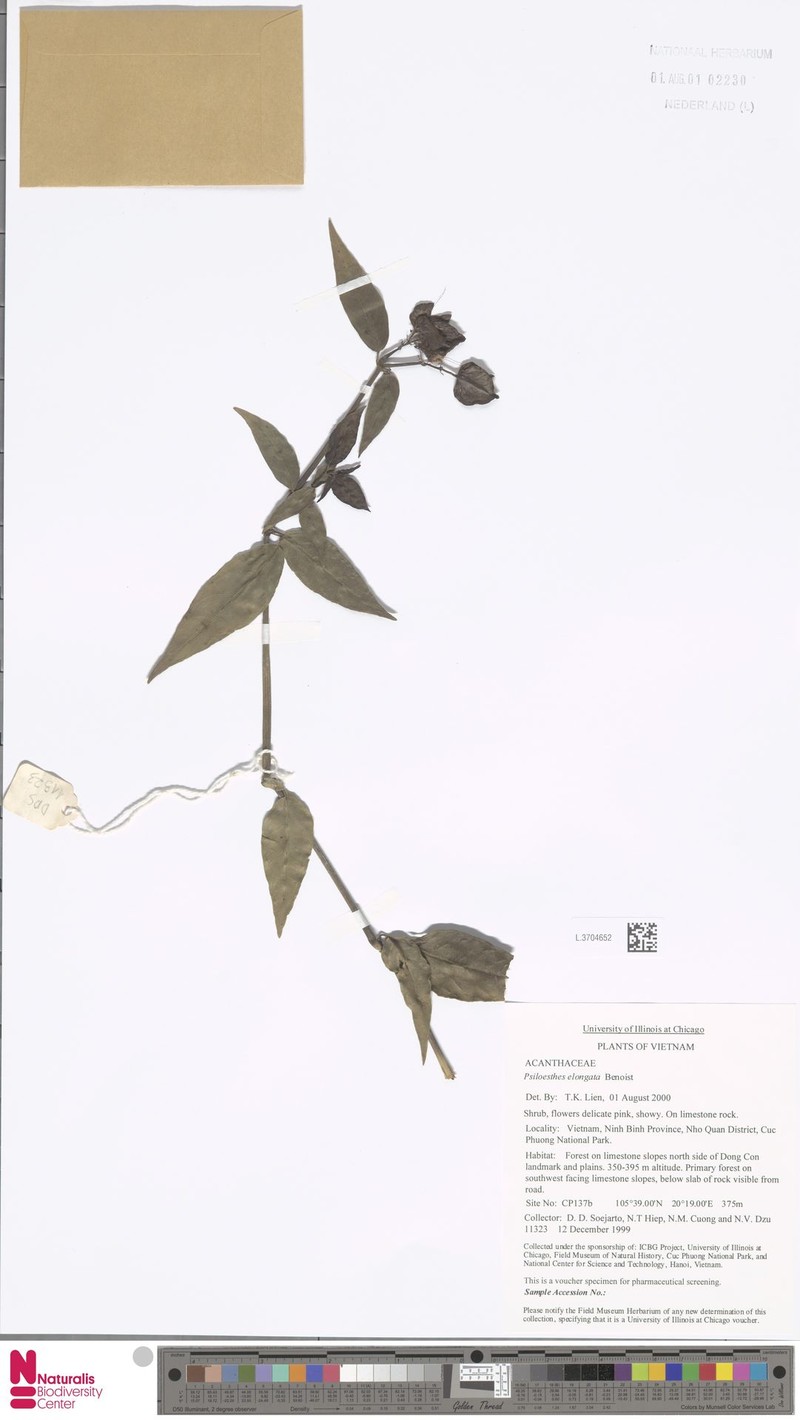Psiloesthes elongata