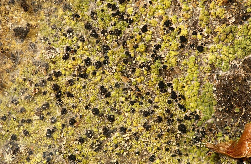 Psilolechia Lichen