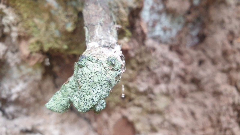Psilolechia Lichen photo 2