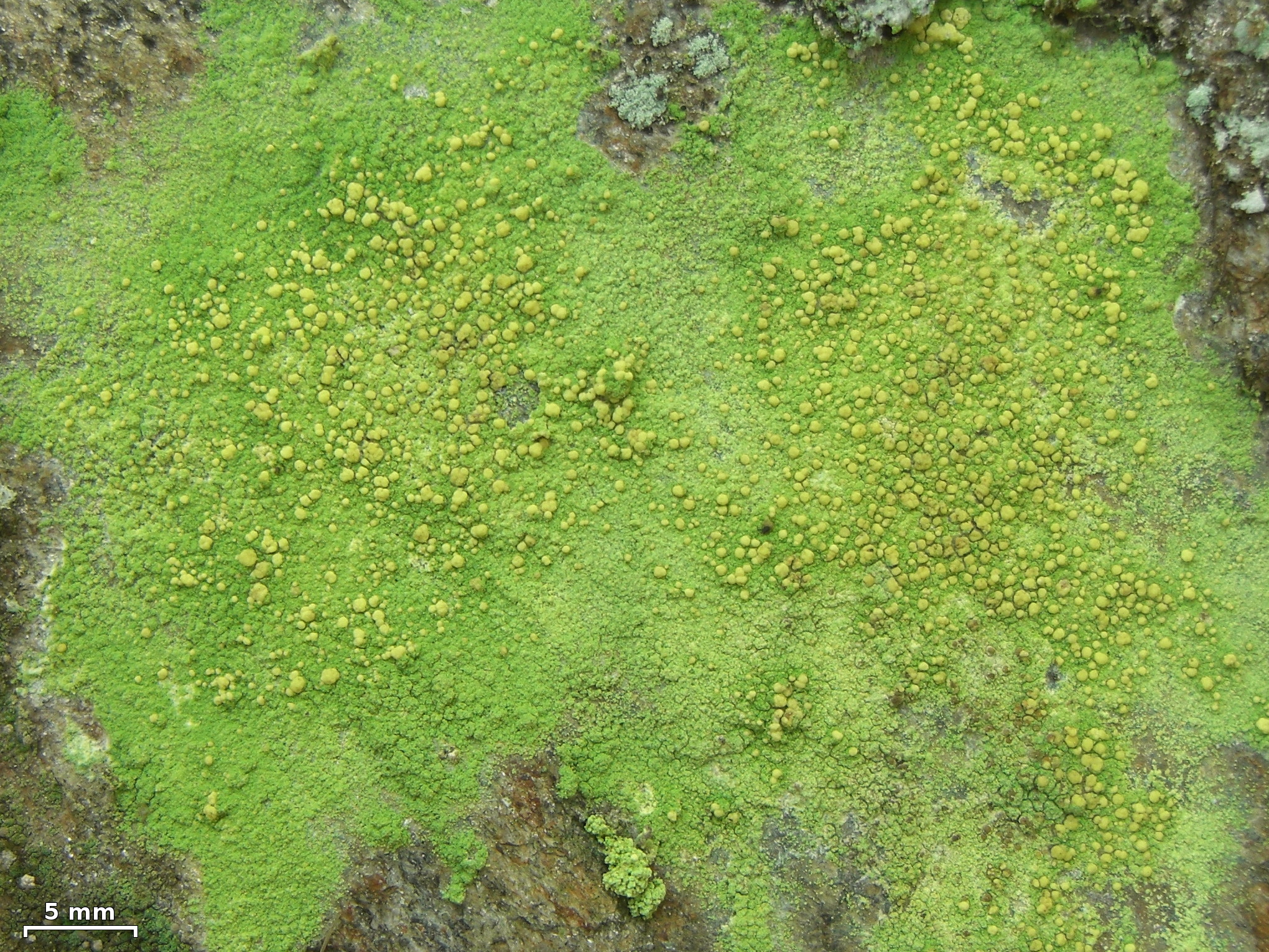 Psilolechia Lichen