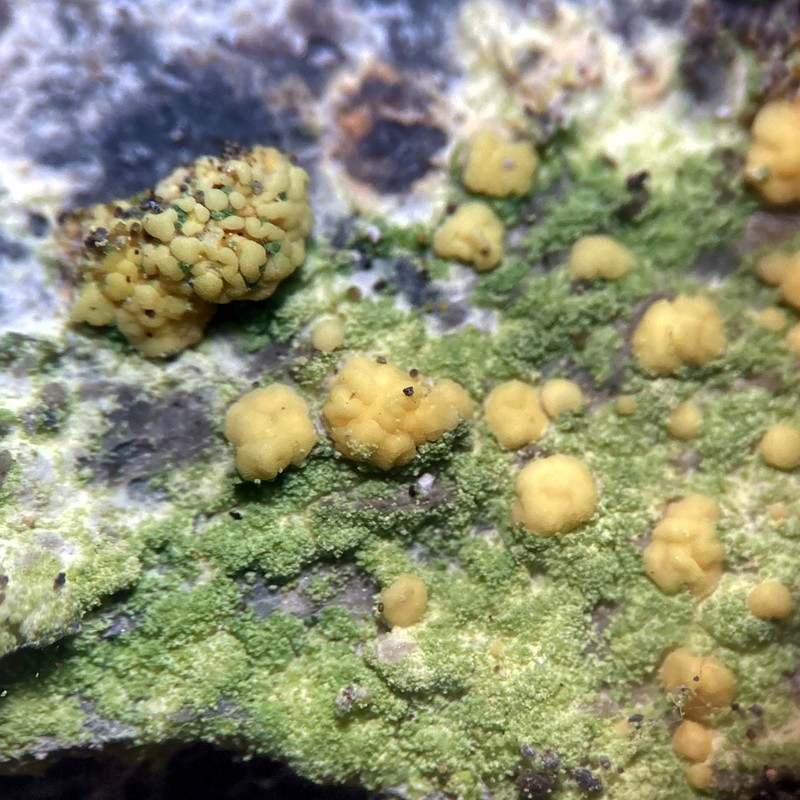 Psilolechia Lichen