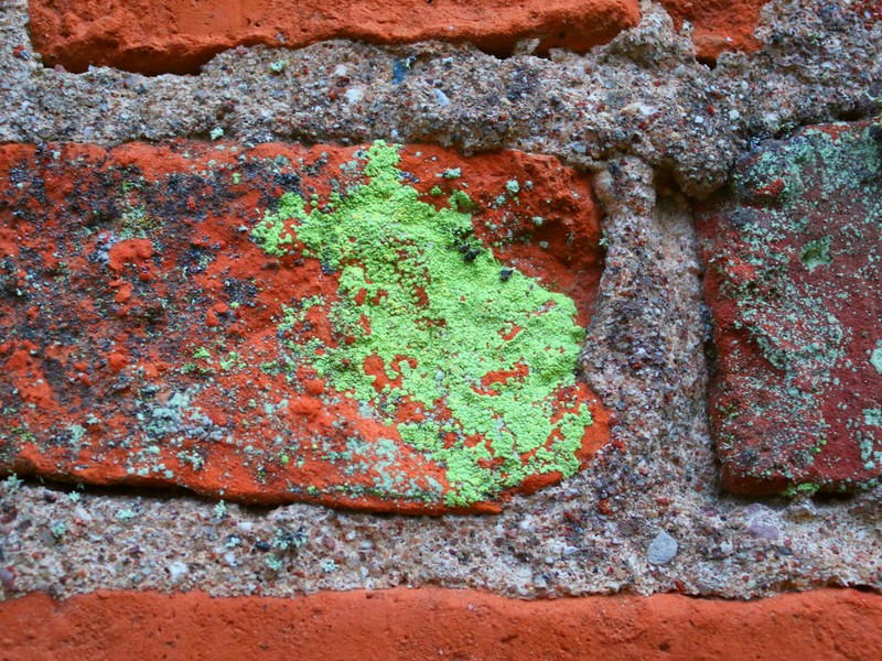Psilolechia Lichen photo 2