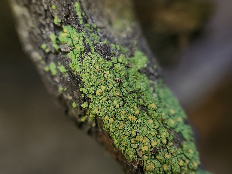 Psilolechia Lichen photo 3