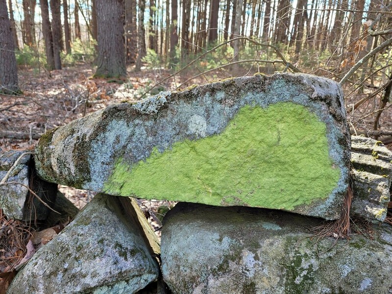 Psilolechia Lichen photo 4
