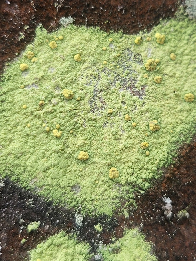 Psilolechia Lichen photo 5