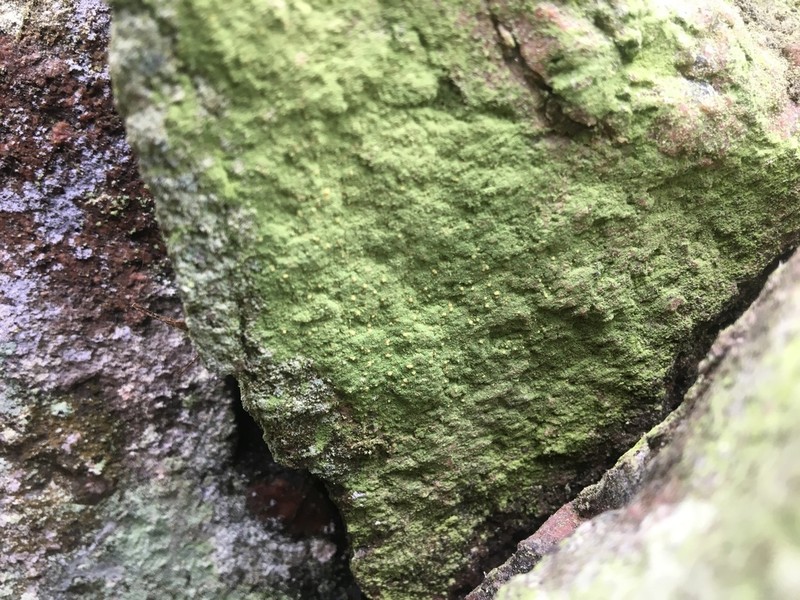 Psilolechia Lichen photo 6