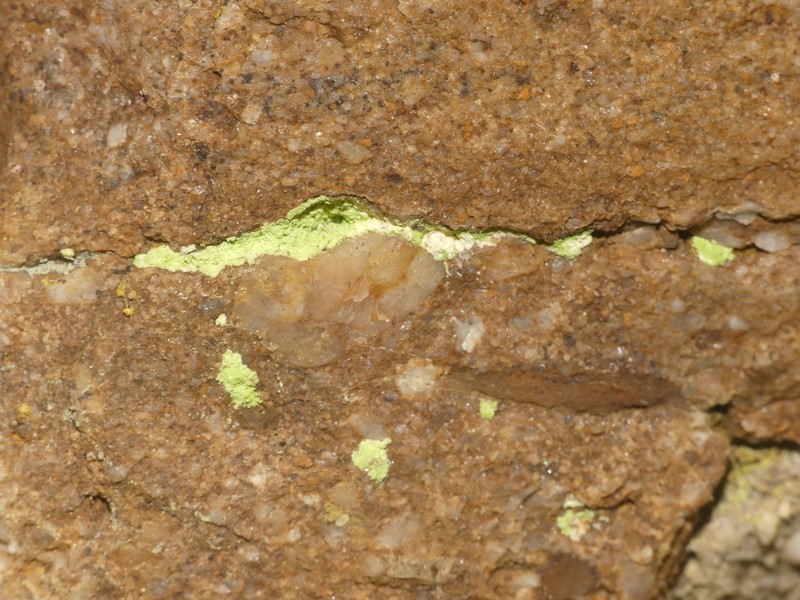 Psilolechia Lichen photo 7