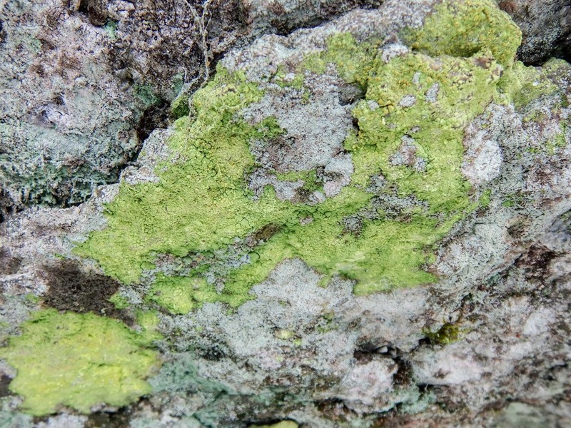 Psilolechia Lichen photo 8