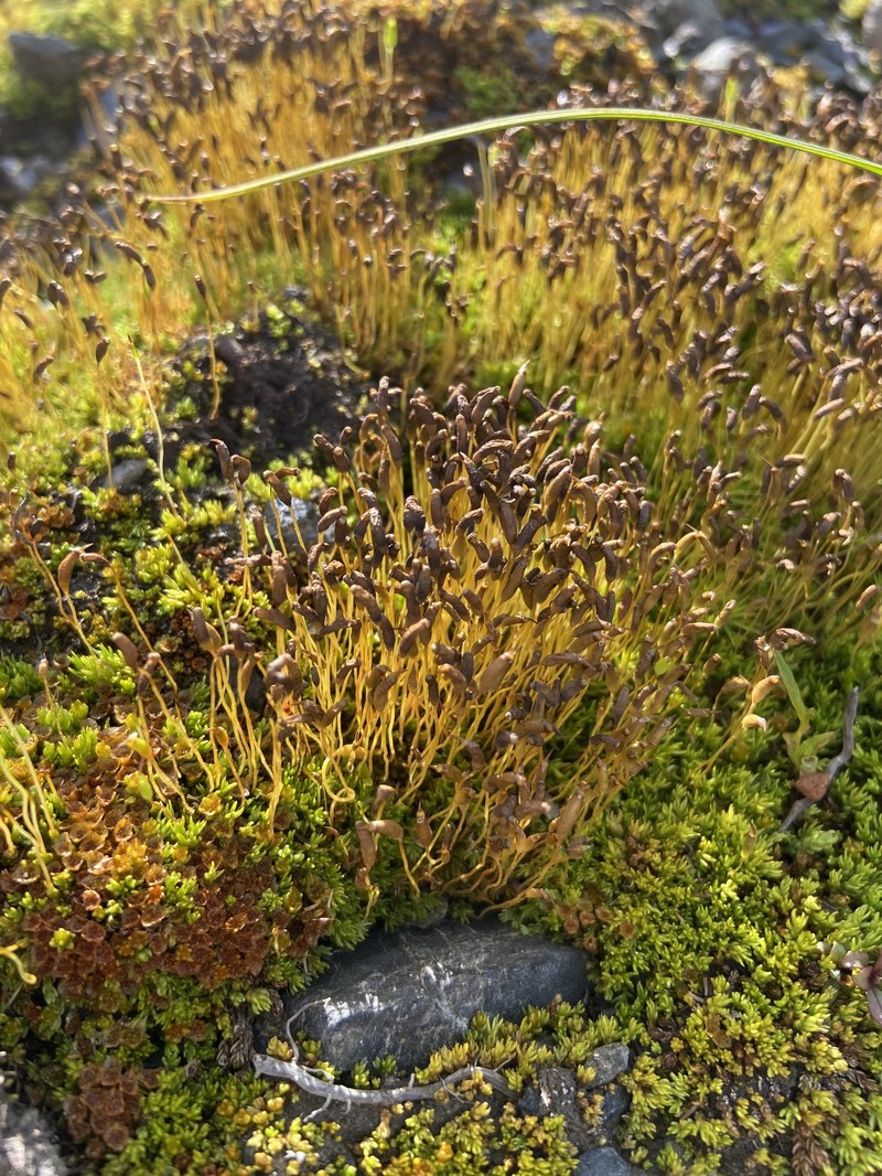 Psilopilum Moss photo 2