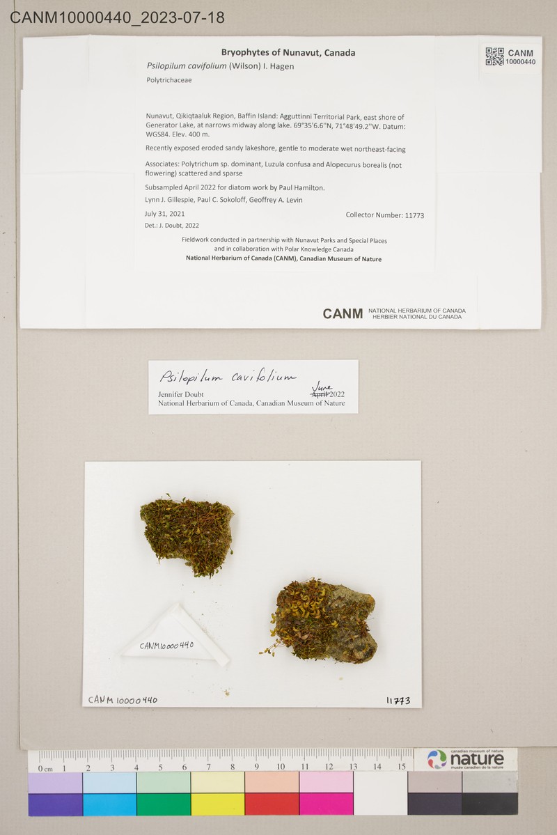 Psilopilum Moss photo 3