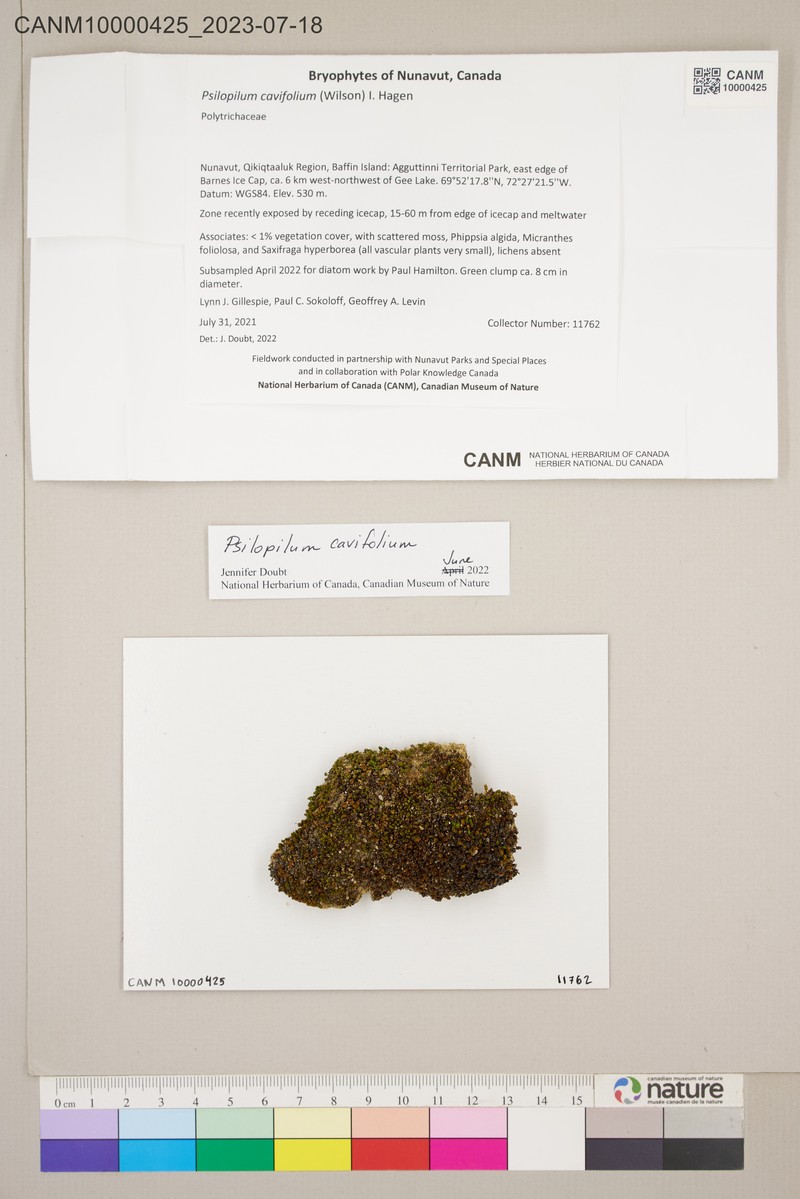 Psilopilum Moss photo 4
