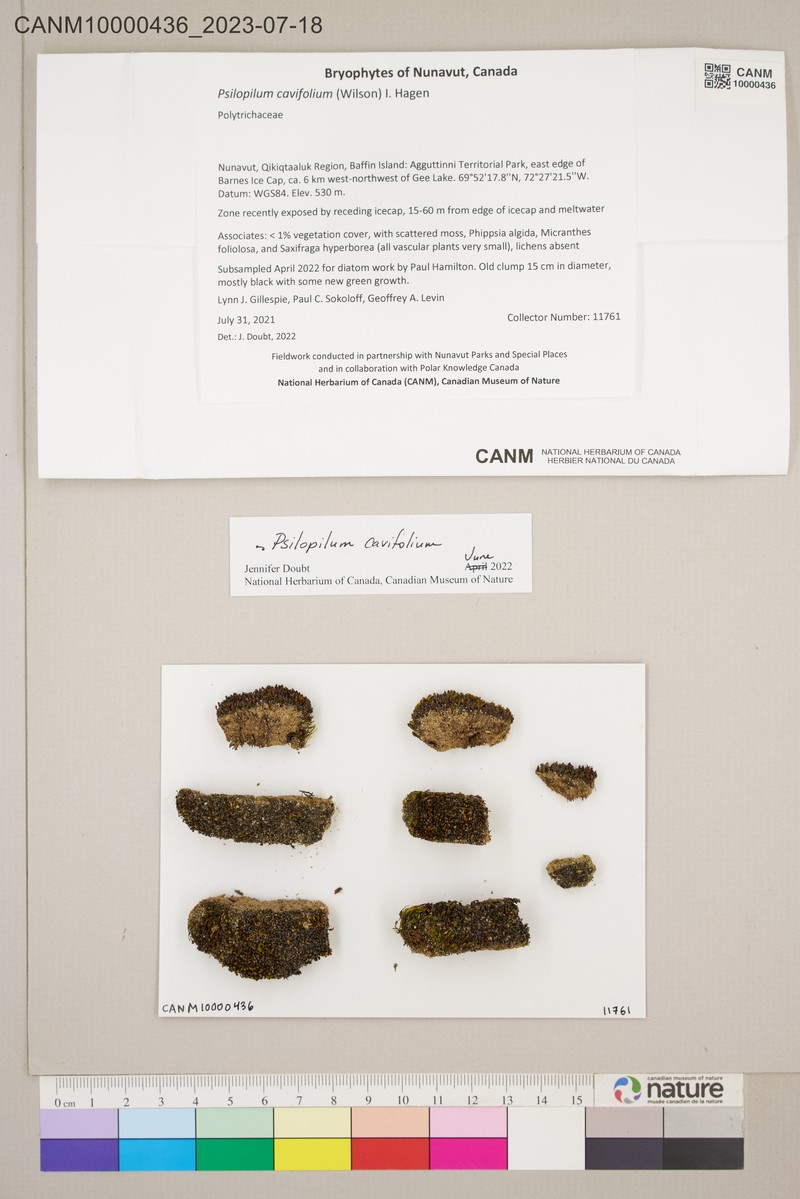 Psilopilum Moss photo 5