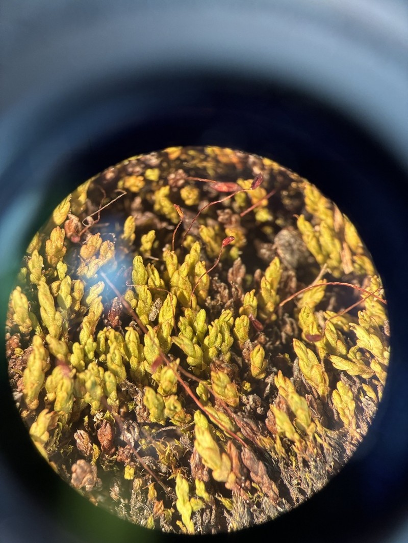 Psilopilum Moss