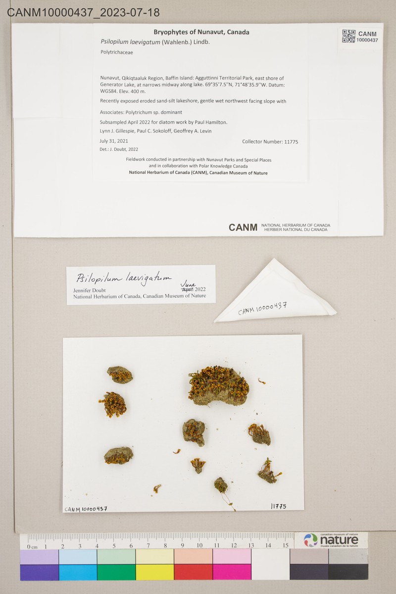 Psilopilum Moss photo 2