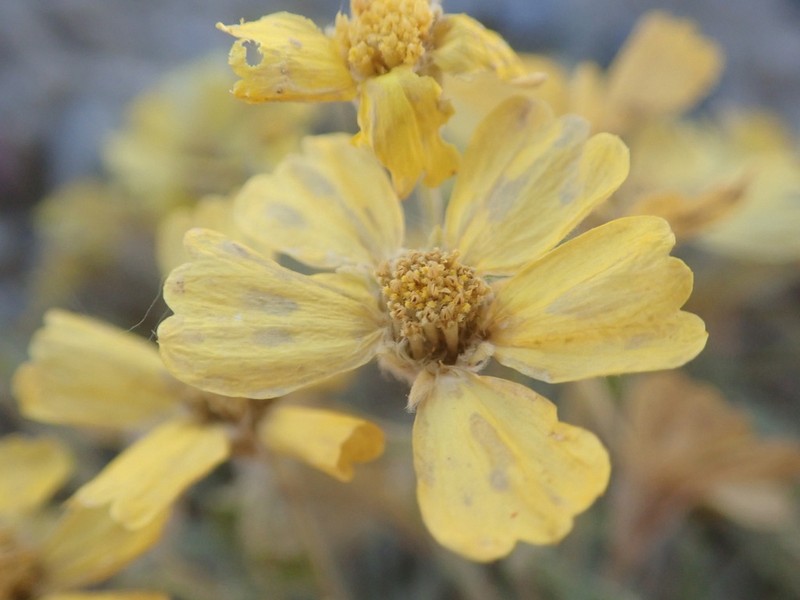 Baker's Paperflower photo 5