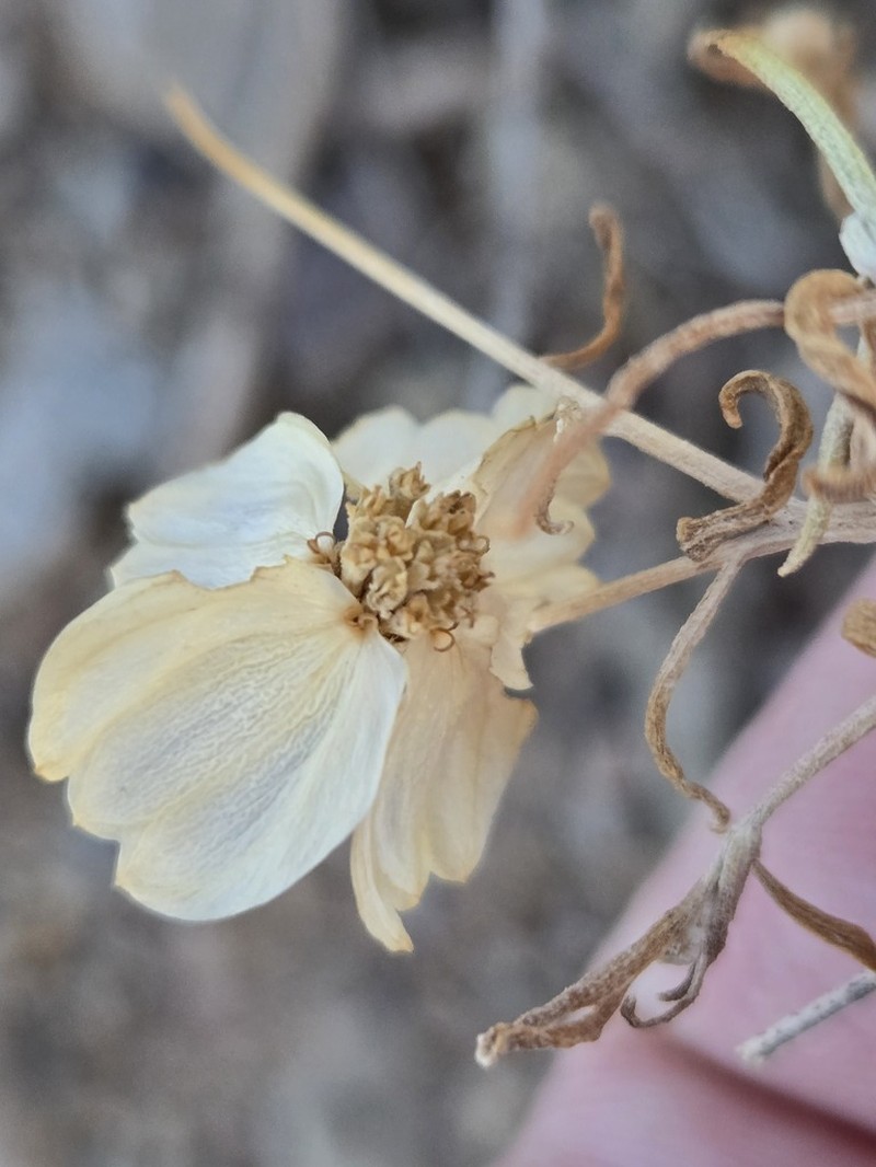 Whitestem Paperflower photo 4