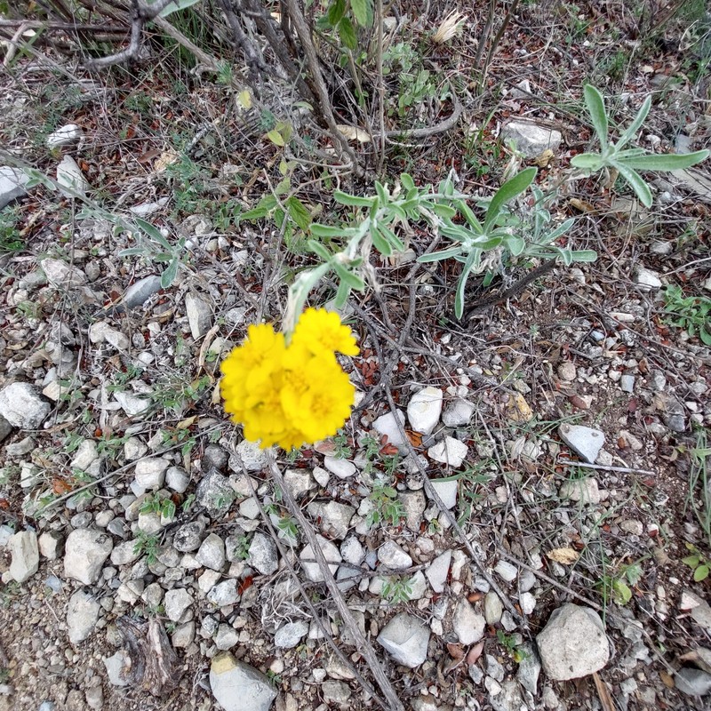 Dudweed photo 2