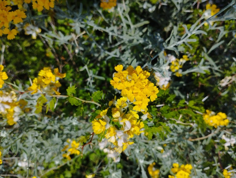 Dudweed photo 3