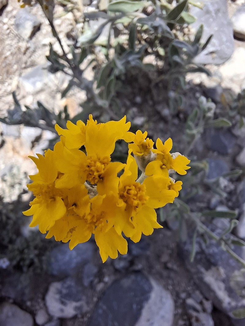 Dudweed photo 4