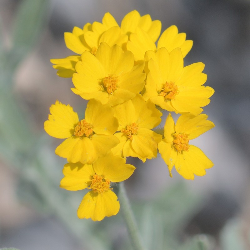 Dudweed photo 6