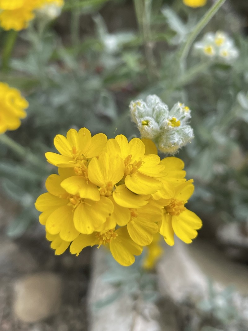 Dudweed photo 7