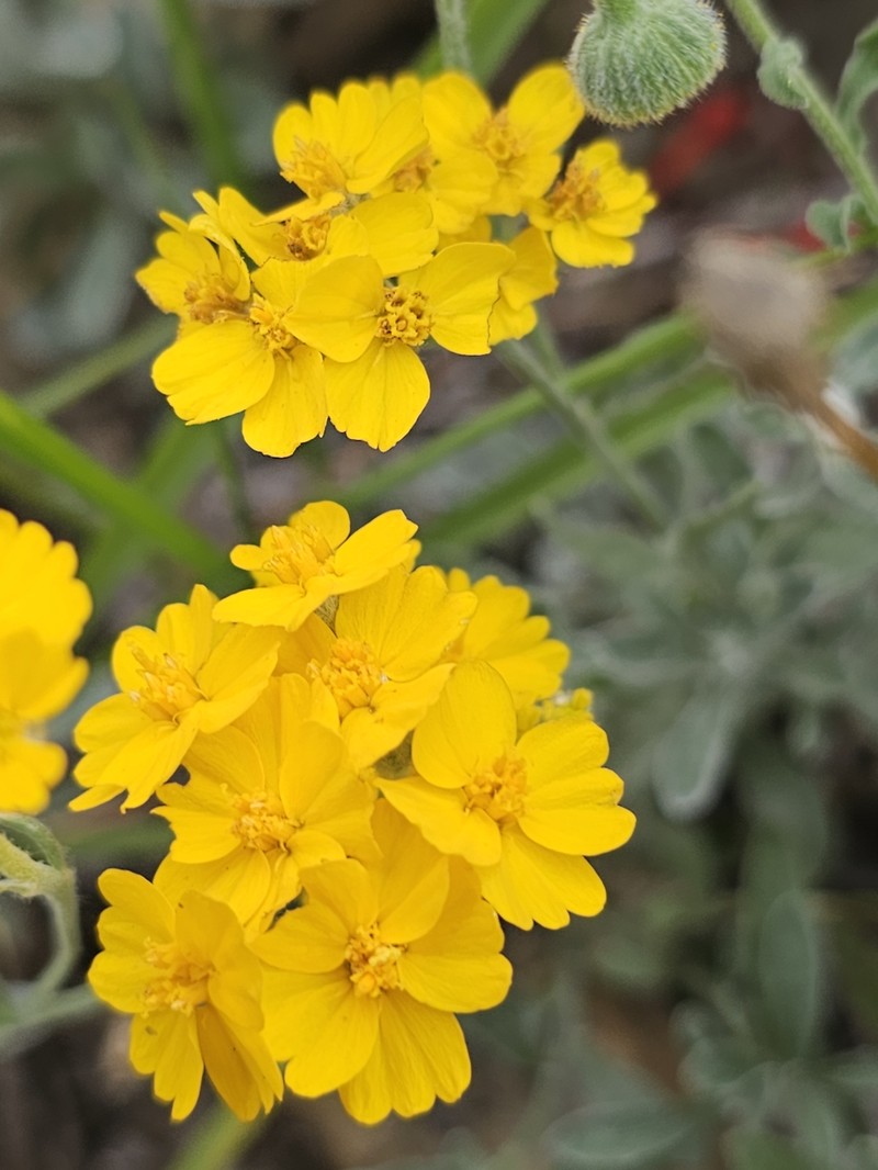 Dudweed photo 8