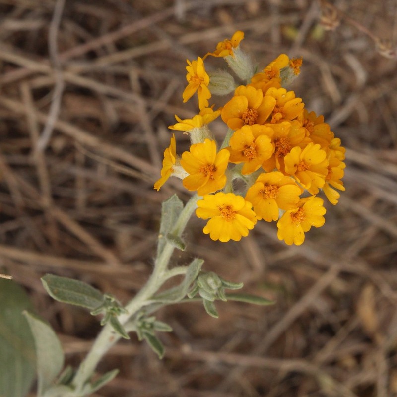 Psilostrophe gnaphalodes