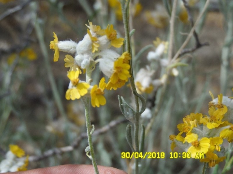 Psilostrophe gnaphalodes photo 2