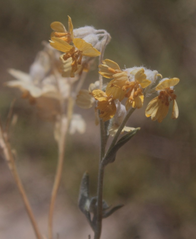 Psilostrophe gnaphalodes photo 3