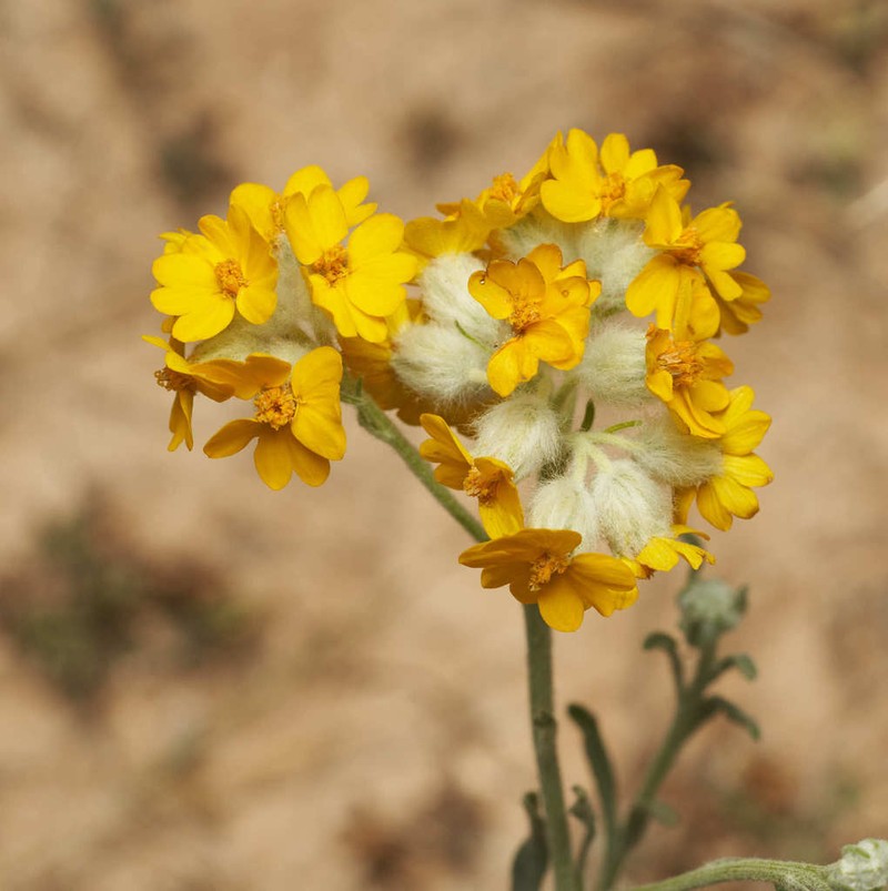 Psilostrophe gnaphalodes photo 4
