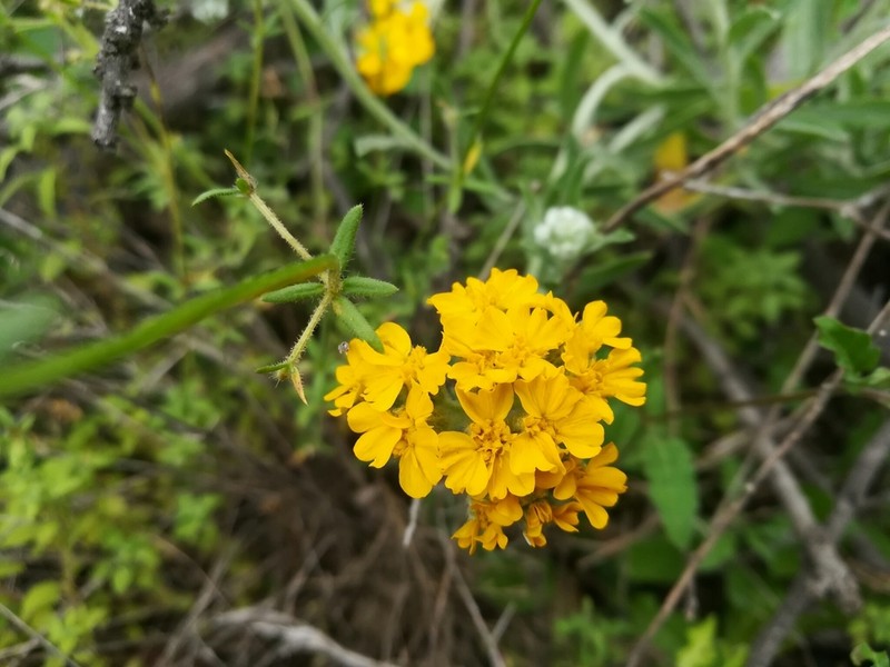 Psilostrophe gnaphalodes photo 5