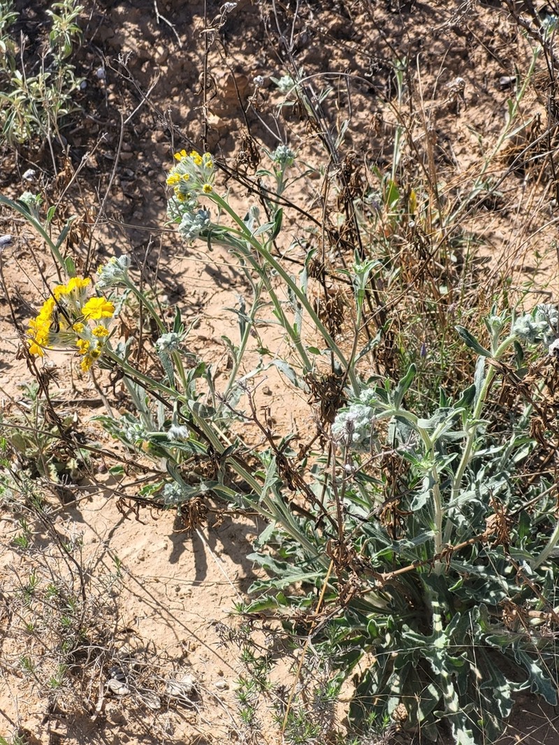 Psilostrophe gnaphalodes photo 6