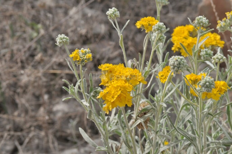 Psilostrophe gnaphalodes photo 7