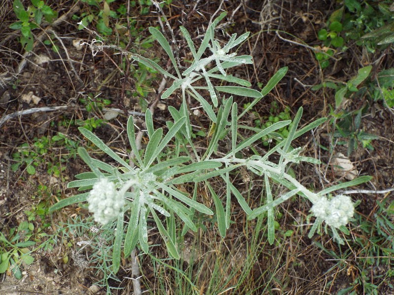 Psilostrophe gnaphalodes photo 8
