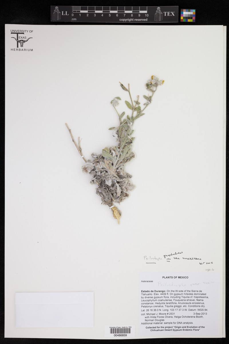Psilostrophe gnaphalodes var. mexicana