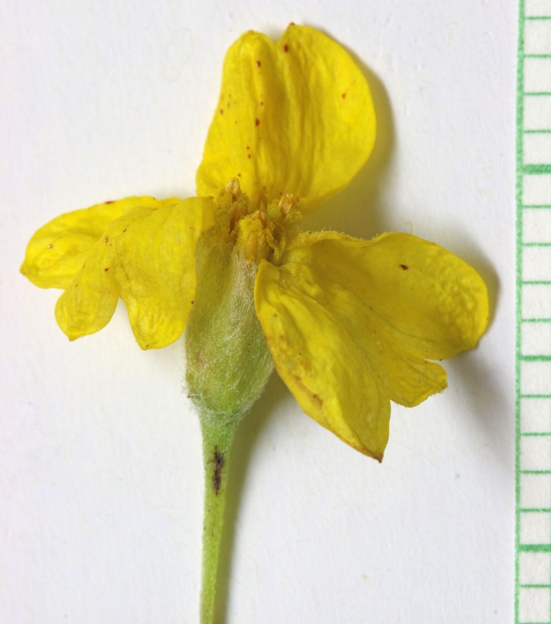Greenstem Paperflower photo 3