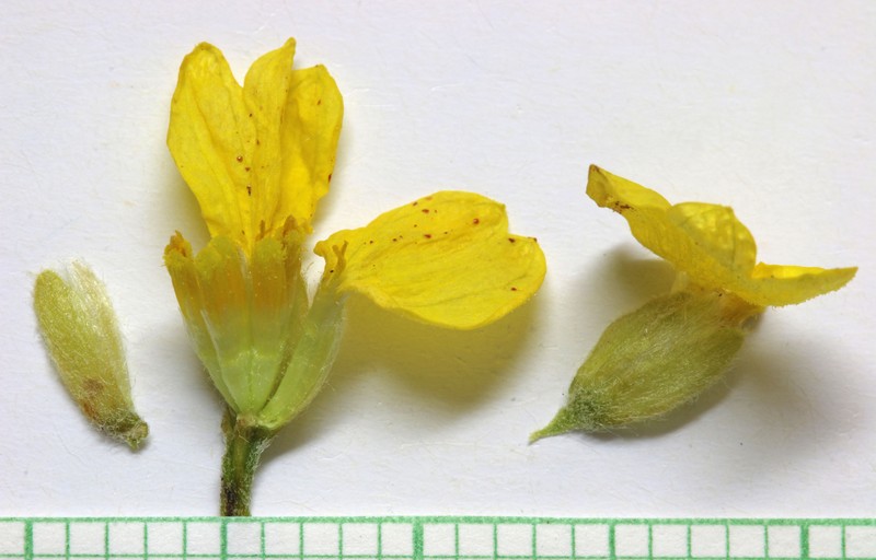 Greenstem Paperflower photo 4