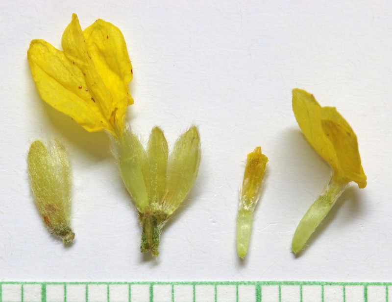Greenstem Paperflower photo 5