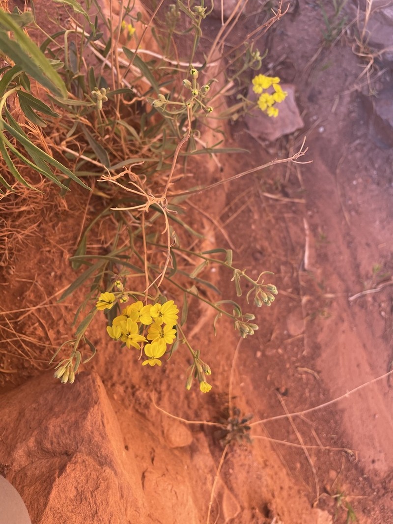 Greenstem Paperflower