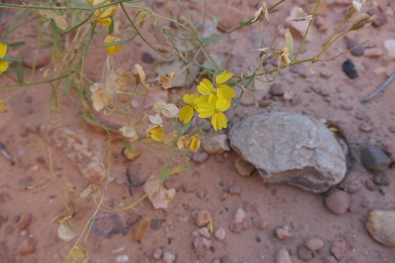 Greenstem Paperflower photo 7