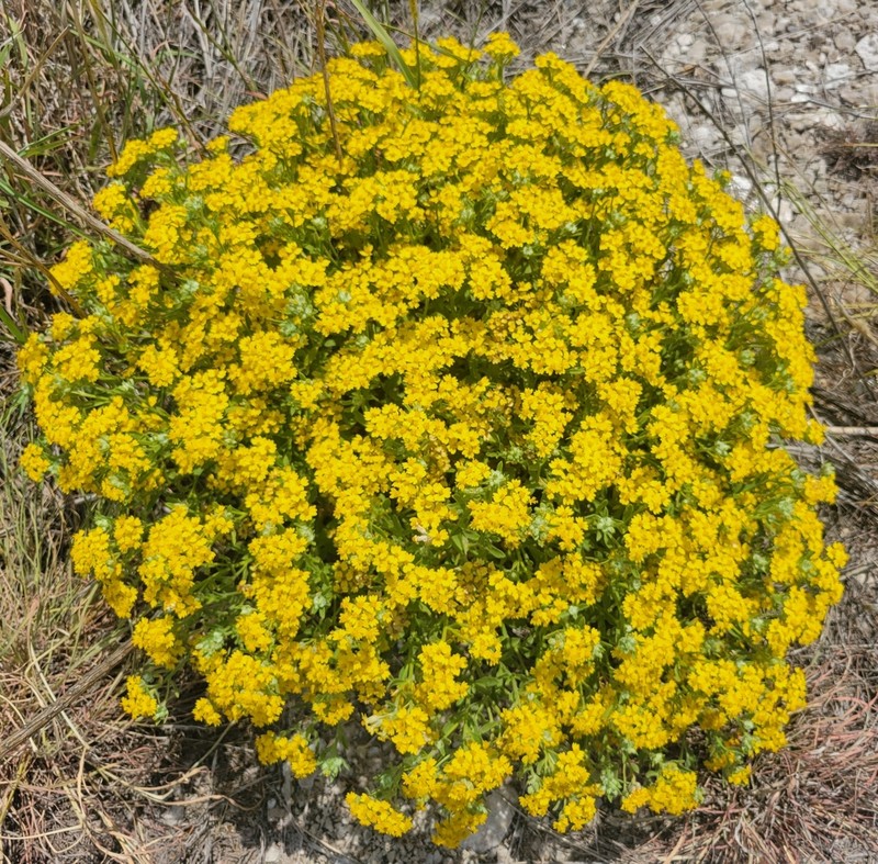 Psilostrophe villosa
