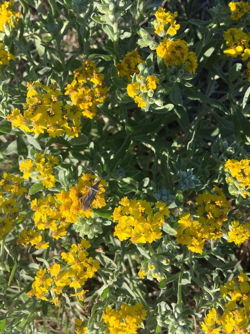Psilostrophe villosa photo 2