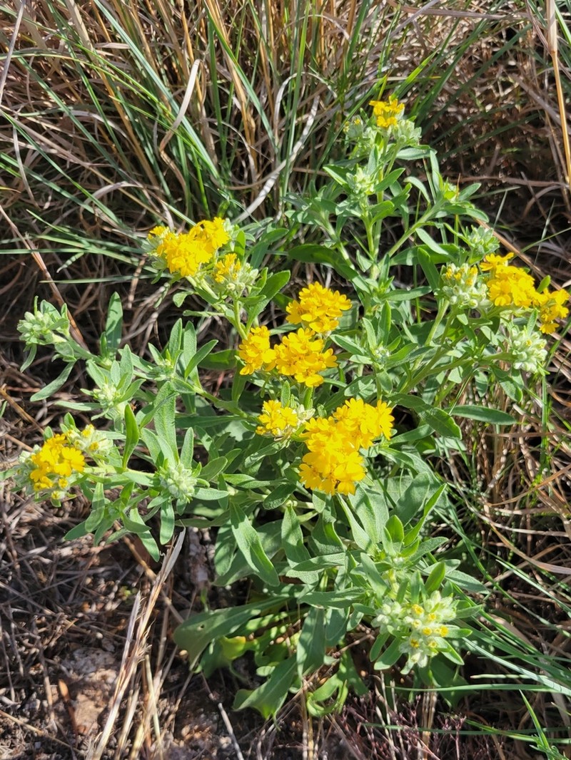 Psilostrophe villosa photo 3