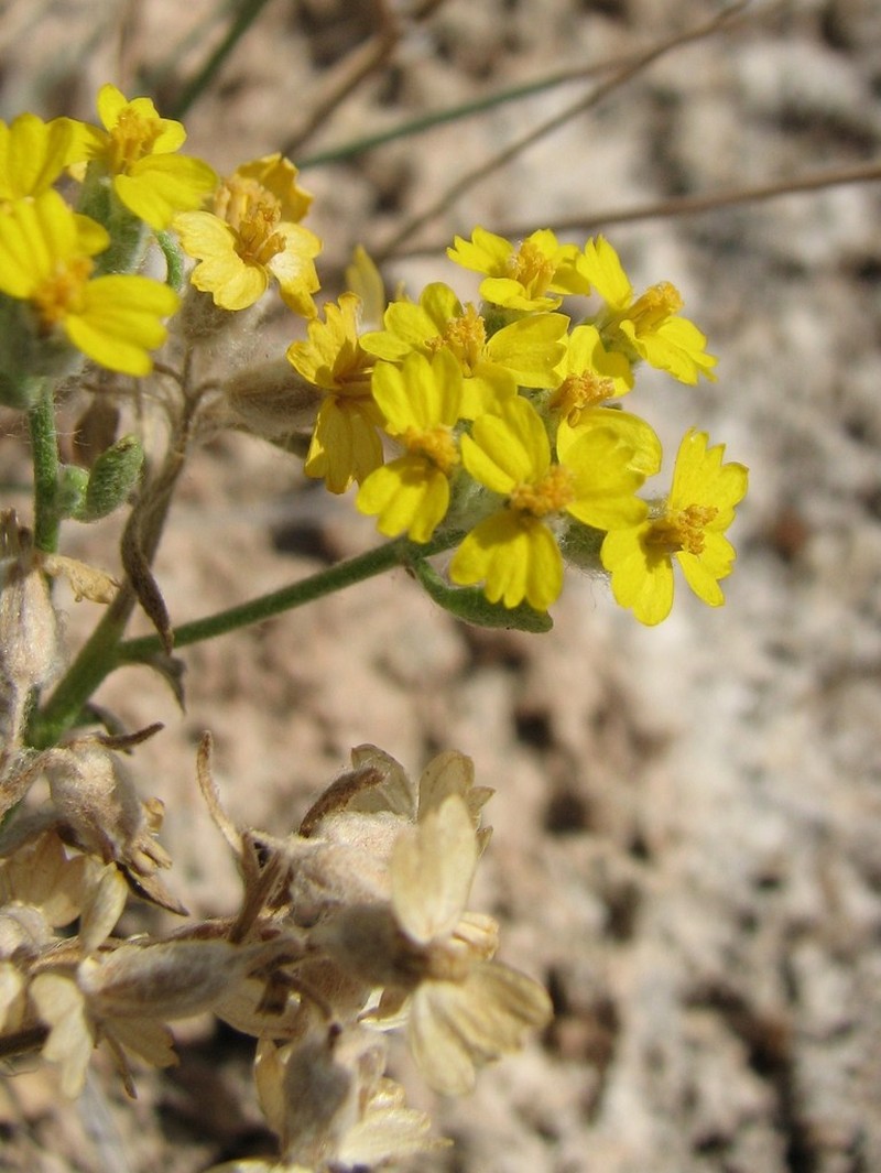 Psilostrophe villosa photo 5