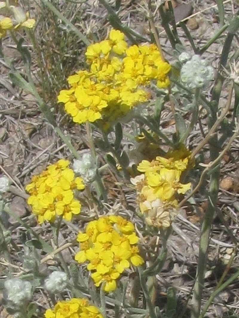 Psilostrophe villosa photo 8