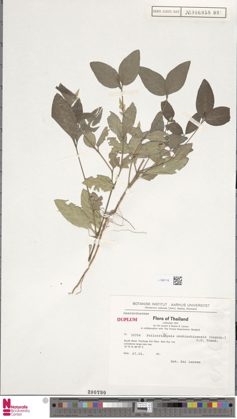 Psilotrichopsis curtisii photo 2