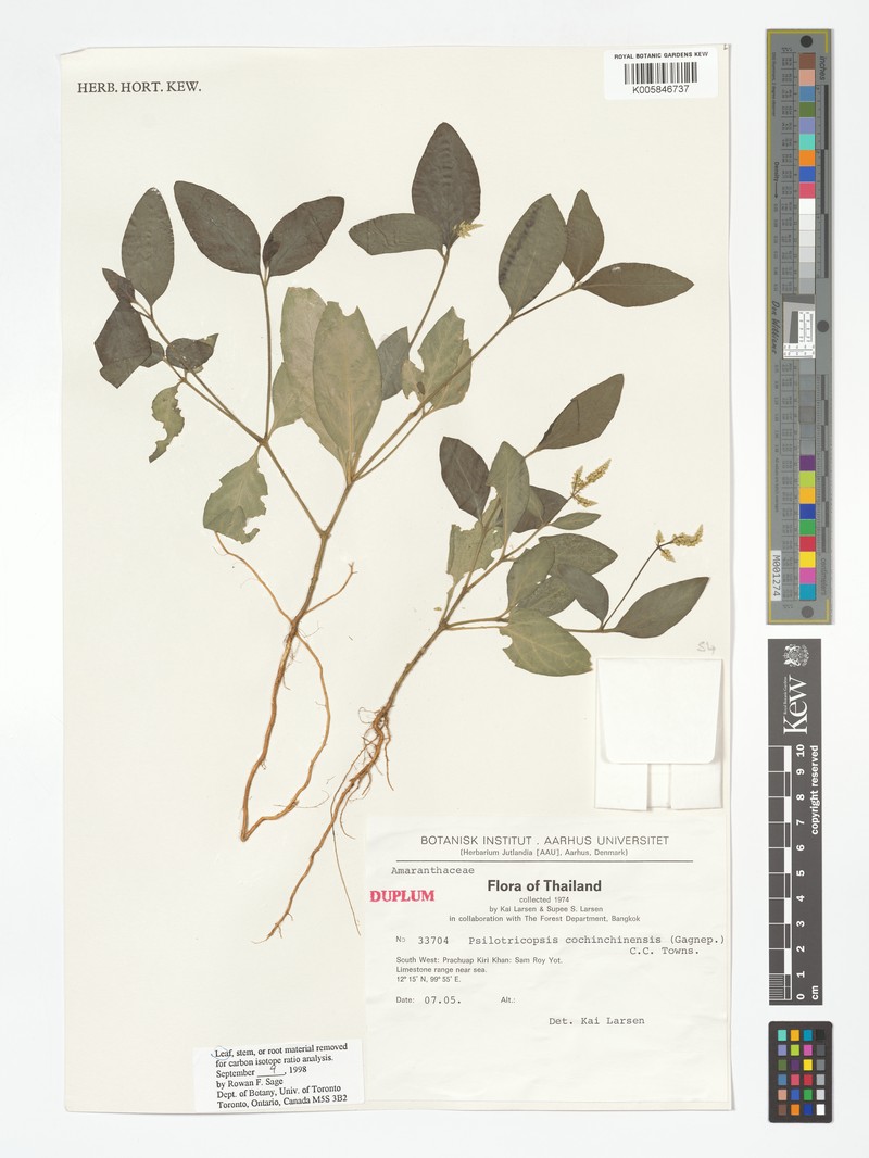Psilotrichopsis curtisii photo 3